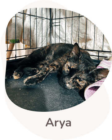 Una tenera immagine di Arya