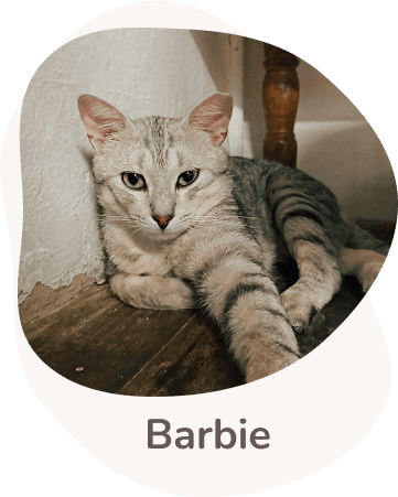 Una tenera immagine di Barbie