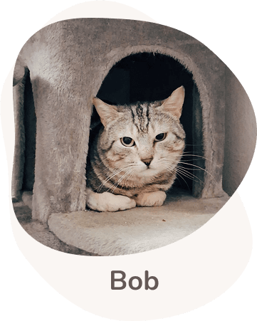 Una tenera immagine di Bob