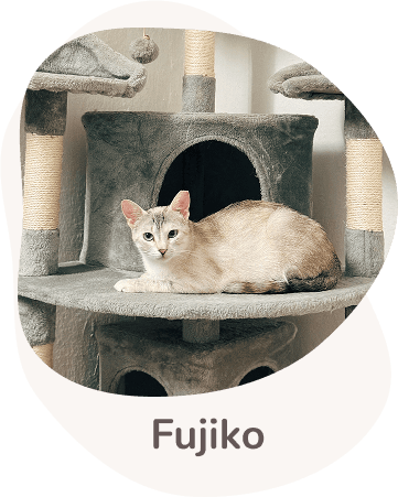 Una tenera immagine di Fujiko