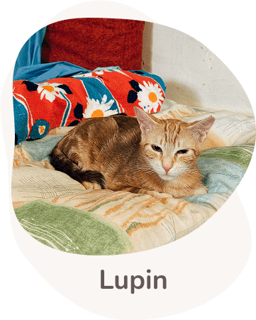 Una tenera immagine di Lupin