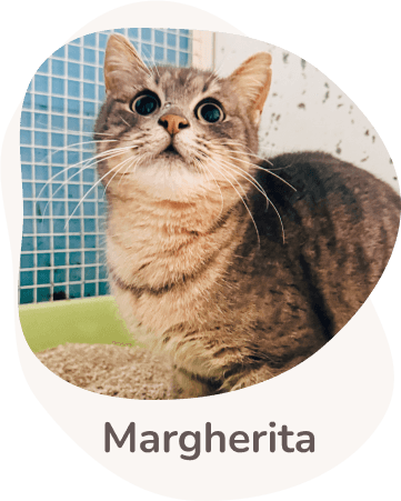 Una tenera immagine di Margherita