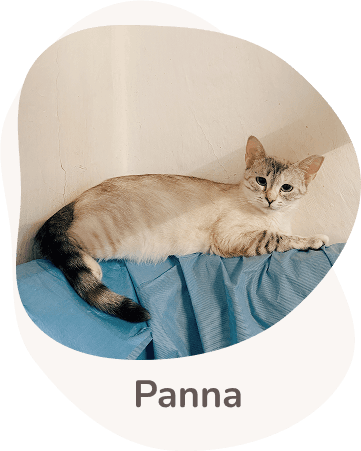 Una tenera immagine di Panna