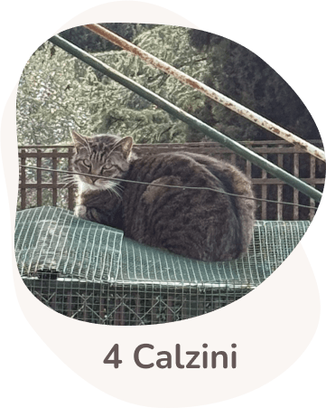 Una tenera immagine di Quattrocalzini