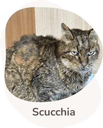 Una tenera immagine di Scucchia