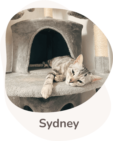 Una tenera immagine di Sydney