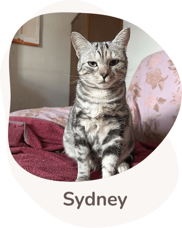 Una tenera immagine di Sydney