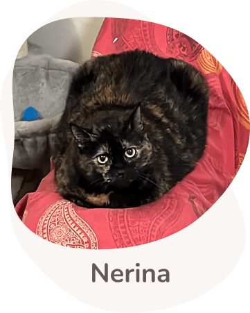 Una tenera immagine di Nerina