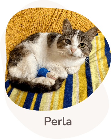 Una tenera immagine di Perla