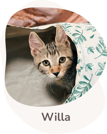 Una tenera immagine di willa
