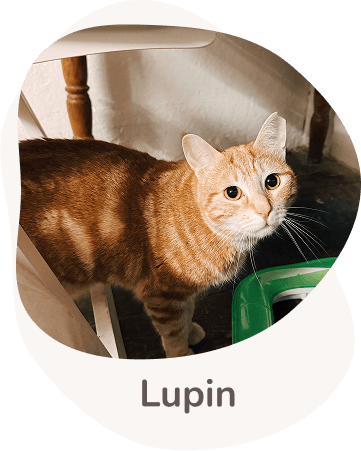 Una tenera immagine di Lupin