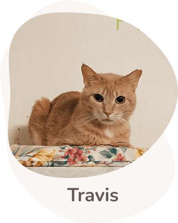 Una tenera immagine di Travis