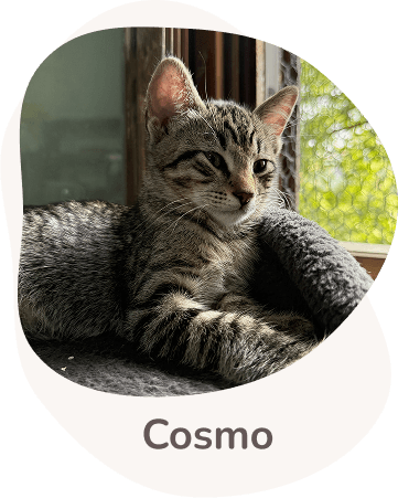 Una tenera immagine di cosmo