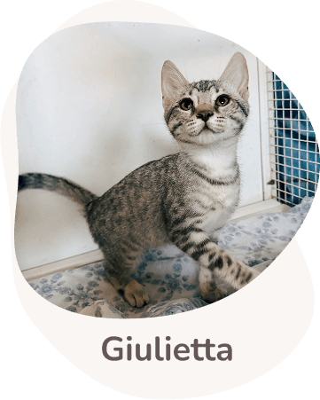 Una tenera immagine di Giulietta
