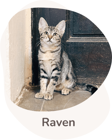 Una tenera immagine di Raven