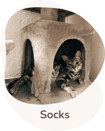 Una tenera immagine di Socks