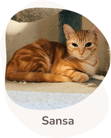 Una tenera immagine di Sansa