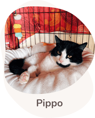 Una tenera immagine di Pippo