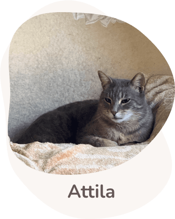 Una tenera immagine di Attila