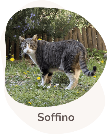 Una tenera immagine di Soffino