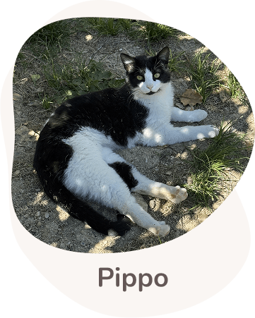 Una tenera immagine di Pippo