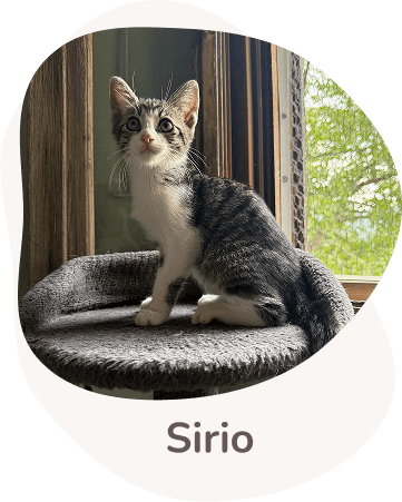 Una tenera immagine di sirio