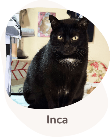 Una tenera immagine di Inca