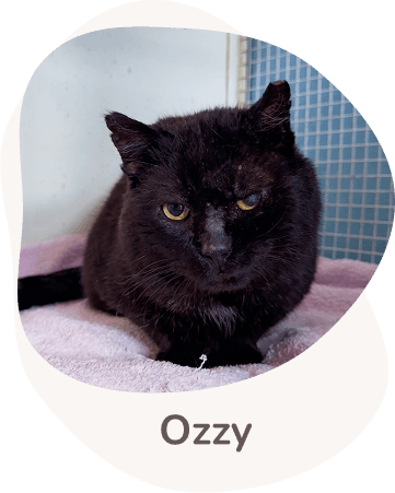 Una tenera immagine di Ozzy