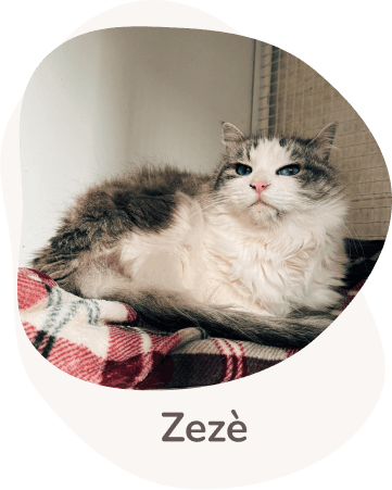 Una tenera immagine di zeze