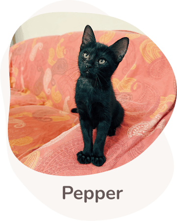 Una tenera immagine di Pepper
