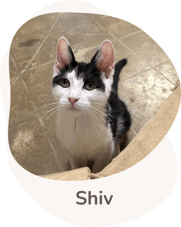 Una tenera immagine di shiv