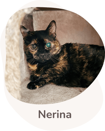 Una tenera immagine di Nerina