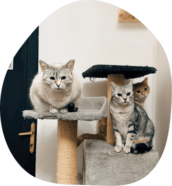 foto del trio di gatti