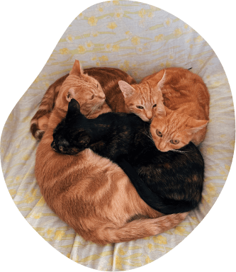 foto di un gatto arancione